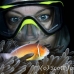anemonefish_pink_mc_h_0065_yap0242.jpg